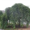 29 Шелковица ЧЕРНАЯ (ТУТОВНИК) ПЛАКУЧАЯ