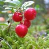 99 Клюква ХОВЕС позднеспелый