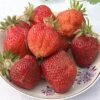 Клубника РУСИЧ среднего срока созревания