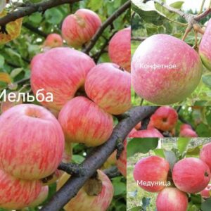 29 Яблоня деревосад МЕЛЬБА-КОНФЕТНОЕ-МЕДУНИЦА
