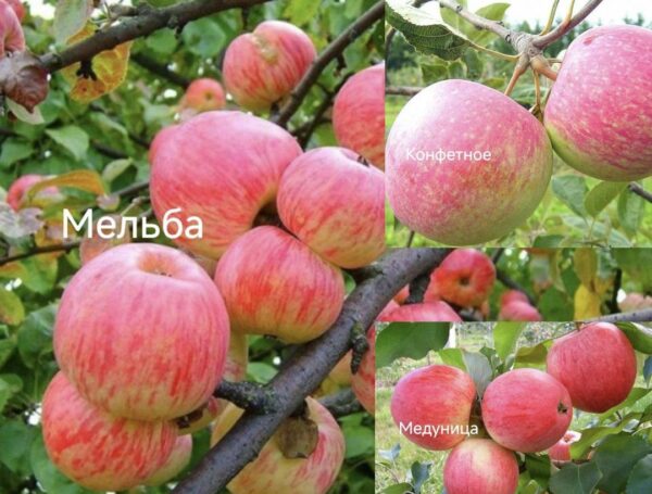 29 Яблоня деревосад МЕЛЬБА-КОНФЕТНОЕ-МЕДУНИЦА