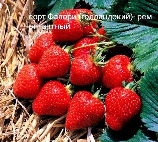 Клубника ФАВОРИ