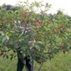 Вишня ХАРИТОНОВСКАЯ
