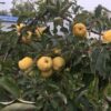 29 Яблоня АНТОНОВКА ЗОЛОТАЯ