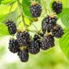 29 Ежевика бесшипная АУЧИТА