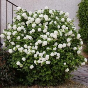 29 Калина РОЗЕУМ