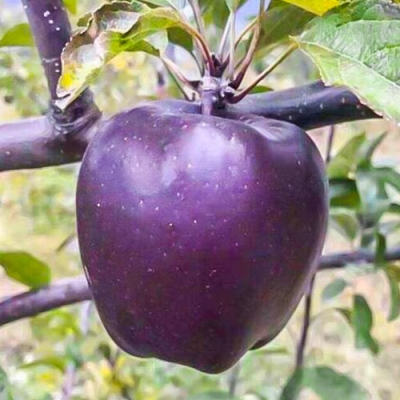 99 Яблоня ЧЕРНЫЙ БРИЛЛИАНТ