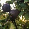 99 Яблоня ЧЕРНЫЙ БРИЛЛИАНТ