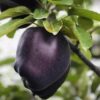 99 Яблоня ЧЕРНЫЙ БРИЛЛИАНТ