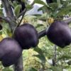 99 Яблоня ЧЕРНЫЙ БРИЛЛИАНТ