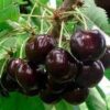 Вишня ЧЕРНАЯ КРУПНАЯ