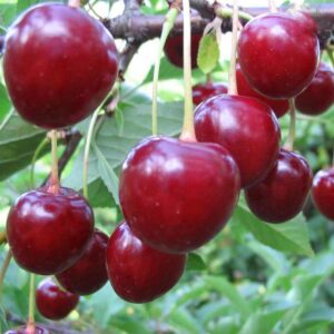 29 Вишня МОЛОДЕЖНАЯ