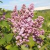 Сирень обыкновенная ИЗОБИЛИЕ