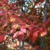 Ирга древовидная РОБИН ХИЛЛ