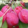 Яблоня КИТАЙКА ДОЛГО