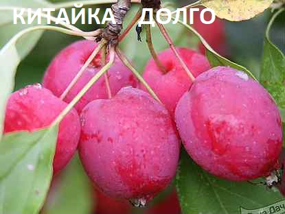 Яблоня КИТАЙКА ДОЛГО