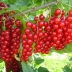 Смородина красная САХАРНАЯ