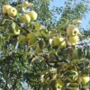 29 Яблоня АНТОНОВКА ЗОЛОТАЯ