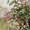 33 Снежноягодник АМЕТИСТ