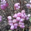 33 Снежноягодник АМЕТИСТ