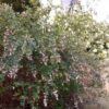 33 Снежноягодник АМЕТИСТ
