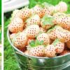 99 Клубника АНАНАСНАЯ