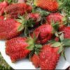 Земклуника КУПЧИХА (средн)
