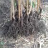 Яблоня АРКАД САХАРНЫЙ