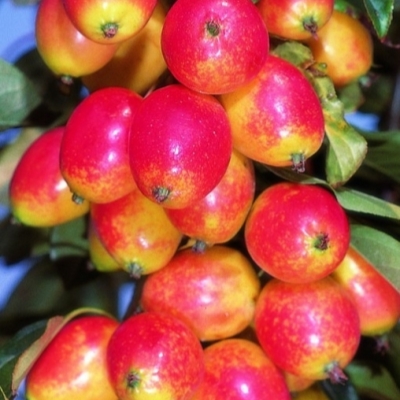 Яблоня ДЖОН ДАУНИ