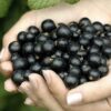 33 Смородина черная ЧЕРНЫЙ ЖЕМЧУГ