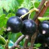 33 Смородина черная ЧЕРНЫЙ ЖЕМЧУГ