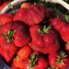 Клубника БОРОВИЦКАЯ среднего срока созревания