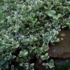 33 Бересклет Форчуна ЭМЕРАЛЬД ГАЕТИ
