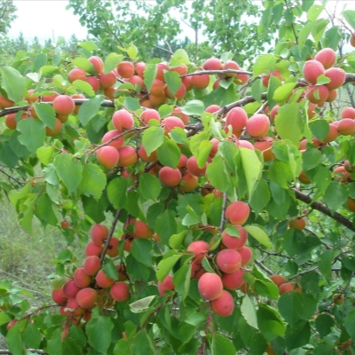 Абрикос КРАСНОЩЕКИЙ