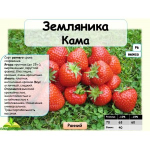 Земляника КАМА