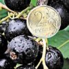 Смородина черная ЯДРЕНАЯ