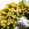 33 Роза плетистая КАЗИНО