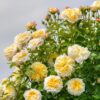 33 Роза плетистая КАЗИНО