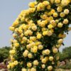 33 Роза плетистая КАЗИНО