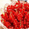 Смородина красная НЕНАГЛЯДНАЯ