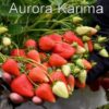 Клубника КАРИМА АВРОРА ( рем)
