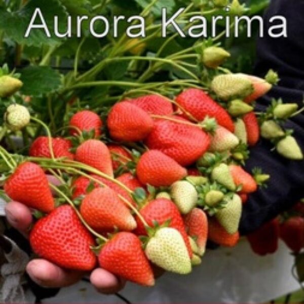 Клубника КАРИМА АВРОРА ( рем)