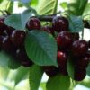 29 Черевишня (ДЮК) ФАКЕЛ