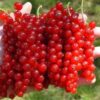99 Смородина красная МАРМЕЛАДНИЦА