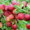 29 Алыча КУБАНСКАЯ КОМЕТА