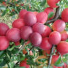 29 Алыча КУБАНСКАЯ КОМЕТА