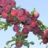 29 Алыча КУБАНСКАЯ КОМЕТА