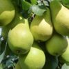 Груша ВИДНАЯ (летняя)