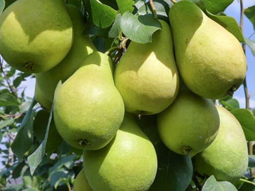 Груша ВИДНАЯ (летняя)