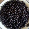 Смородина черная БАГИРА